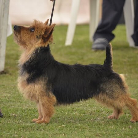 Australian Terrier