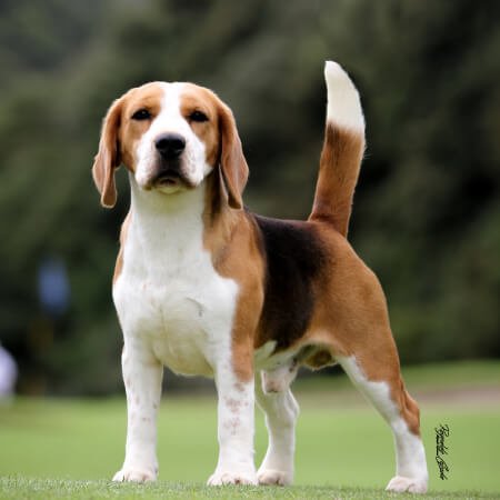 Beagle