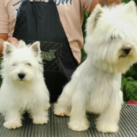 West Highland White Terrier