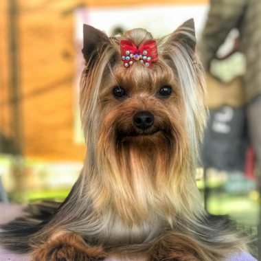 Yorkshire Terrier Exposiciones (1)