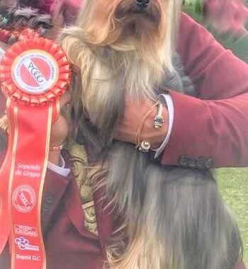 Yorkshire Terrier Exposiciones (11)