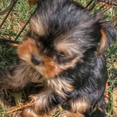 Yorkshire Terrier Mascotas (3)