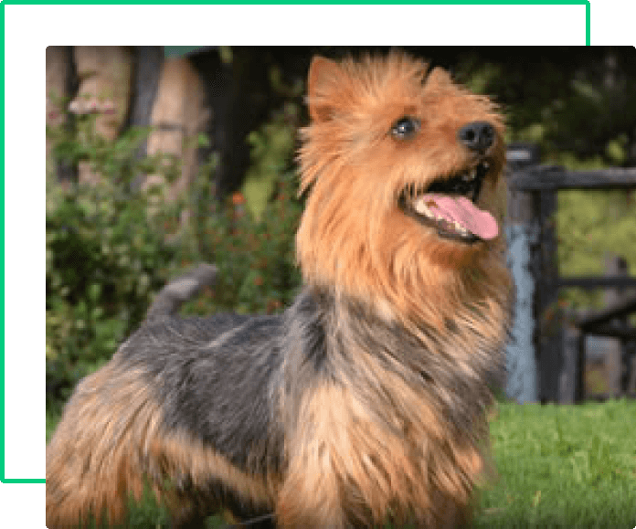 australian terrier historia-4