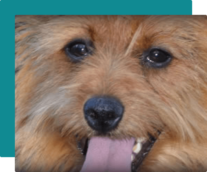 australian terrier historia-5