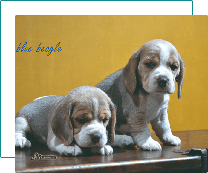 origenes beagle