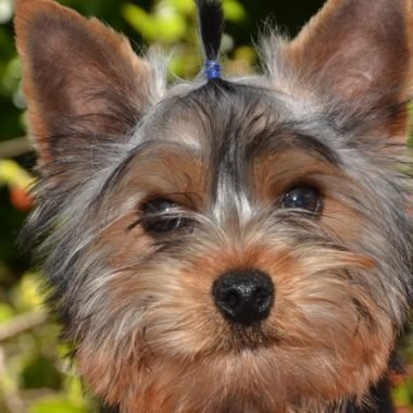 yorkshire_terrier_1_gr