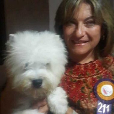 West Highland White Terrier Exposiciones (3)