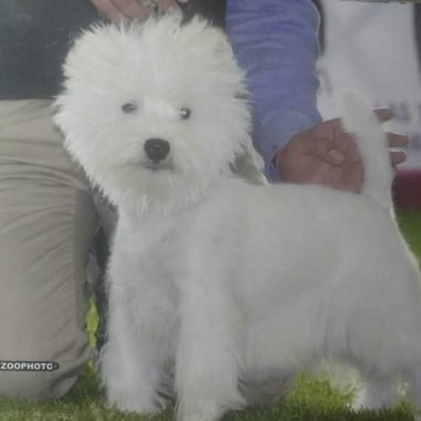 West Highland White Terrier Exposiciones (9)